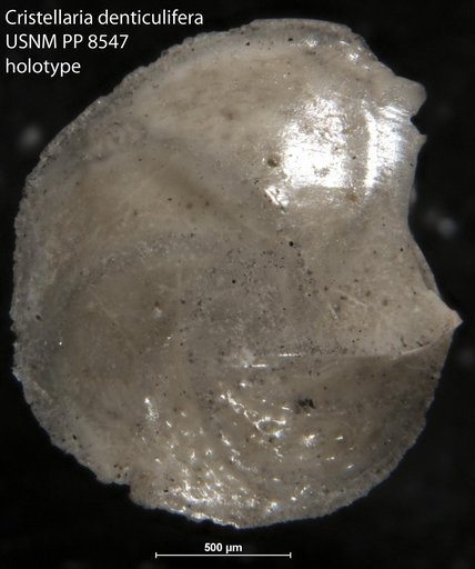 Cristellaria denticulifera Cushman, 1913