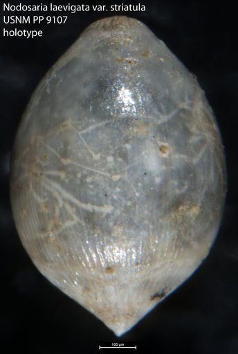 Nodosaria (Glandulina) laevigata var. striatula Cushman, 1917