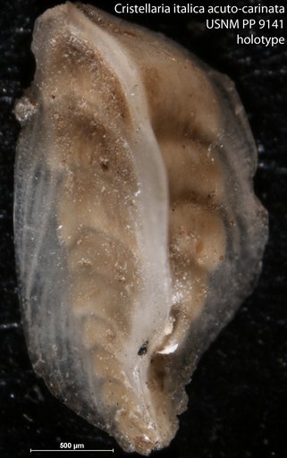 Cristellaria italica var. acutocarinata Cushman, 1917