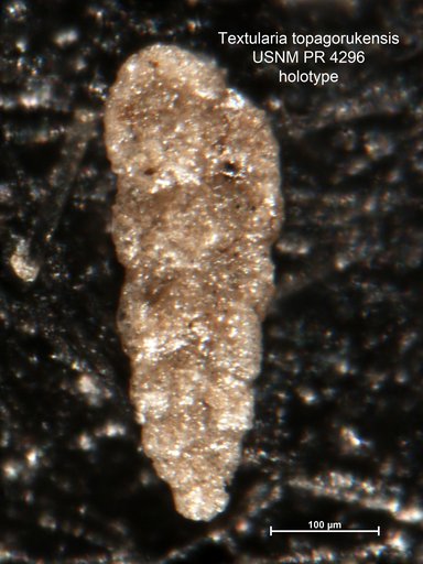 Textularia topagorukensis Tappan Loeblich, 1957