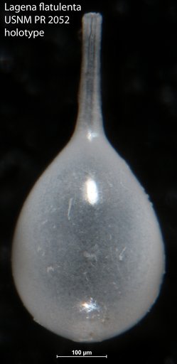 Lagena flatulenta Loeblich & Tappan, 1953