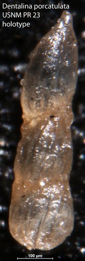 Dentalina porcatulata Loeblich & Tappan, 1951