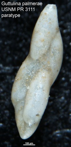 Guttulina palmerae McLean, 1956