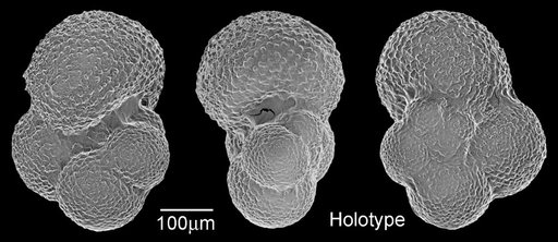 Globorotalia obesa Bolli, 1957
