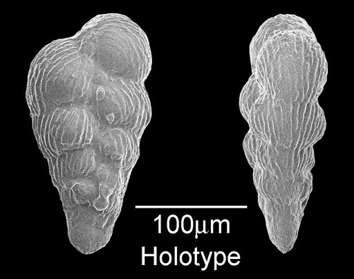 Heterohelix navarroensis Loeblich, 1951
