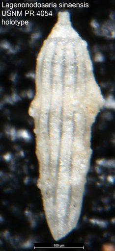 Lagenonodosaria sinaensis Said & Kenawy, 1956