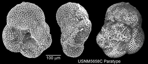 Globorotaloides variabilis Bolli, 1957