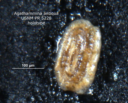Agathammina antiqua Said & Barakat, 1958