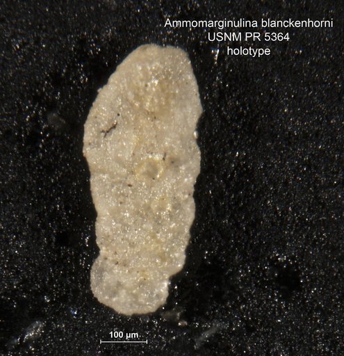 Ammomarginulina blanckenhorni Said & Kenawy, 1957