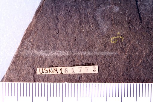 Glyptograptus tamariscus magnus Churkin & Carter