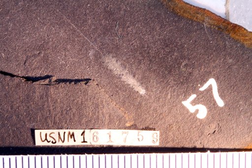 Glyptograptus lanpherei Churkin & Carter