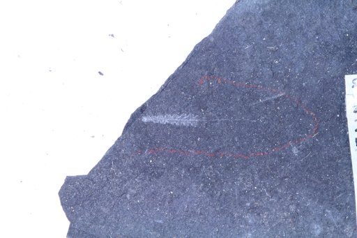 Climacograptus innotatus obesus Churkin & Carter