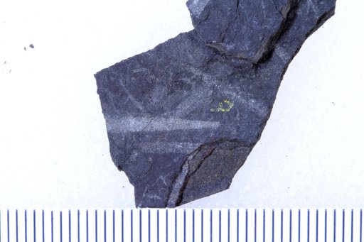 Climacograptus indivisus esquibelensis Churkin & Carter