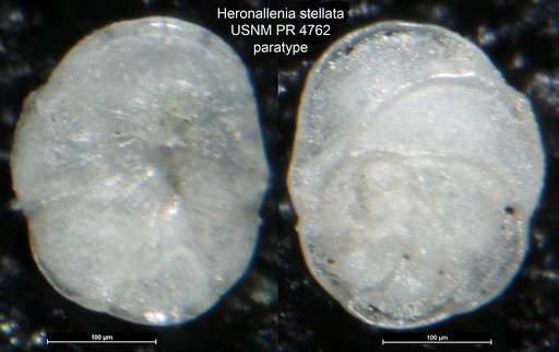 Heronallenia stellata Takayanagi, 1953