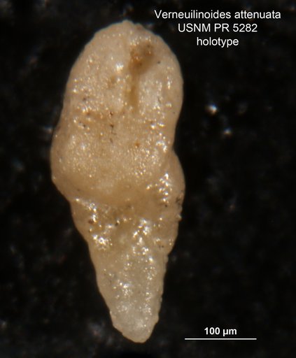 Verneuilinoides attenuata Said & Barakat, 1958