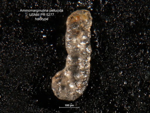 Ammomarginulina pellucida Said & Barakat, 1958