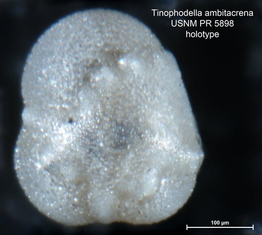 Tinophodella ambitacrena Loeblich & Tappan Loeblich, 1957