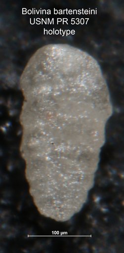 Bolivina bartensteini Said & Barakat, 1958
