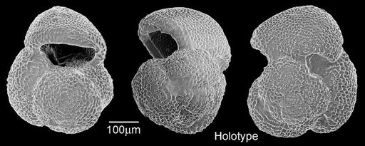 Globigerinoides obliqua Bolli, 1957