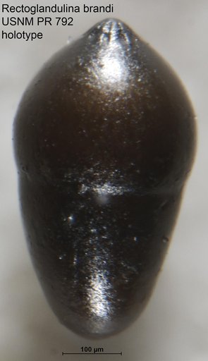 Rectoglandulina brandi Tappan Loeblich, 1955