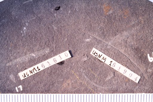 Climacograptus innotatus obesus Churkin & Carter