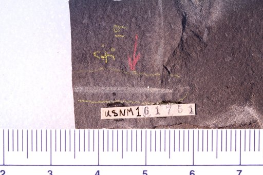Glyptograptus laciniosus Churkin & Carter
