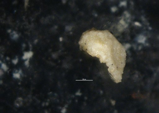 Crithionina rara Moreman, 1930