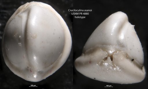 Cruciloculina asanoi Loeblich & Tappan, 1957