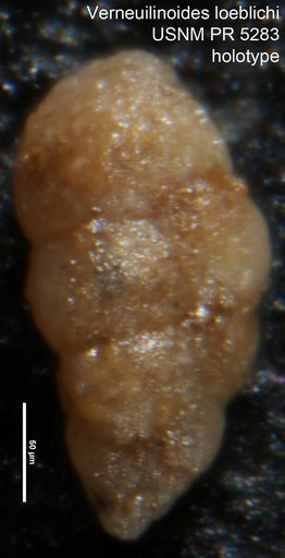Verneuilinoides loeblichi Said & Barakat, 1958