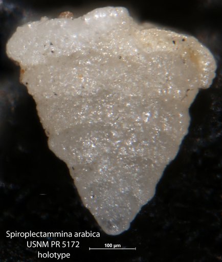 Spiroplectammina arabica Said & Barakat, 1957