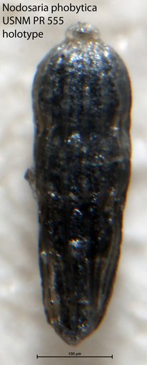 Nodosaria phobytica Emiliani, 1954