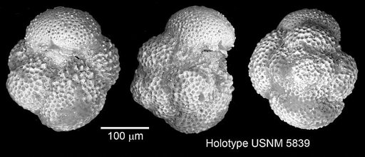 Globigerina aquiensis Loeblich & Tappan Loeblich, 1957