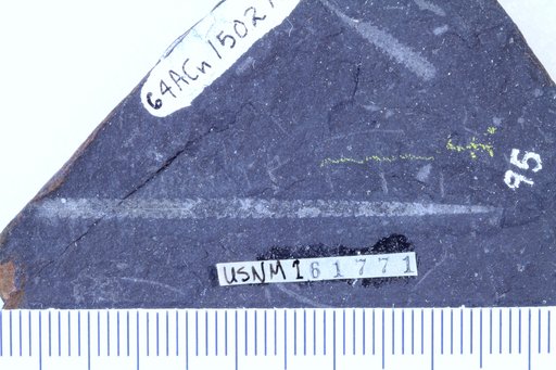 Glyptograptus tamariscus magnus Churkin & Carter