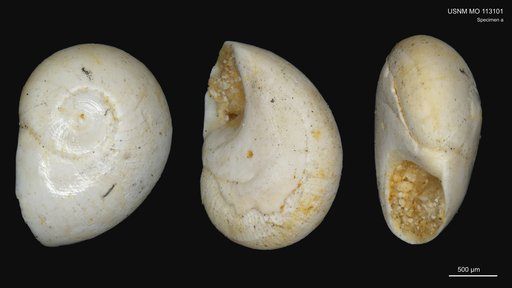 Teinostoma chipolanum Dall