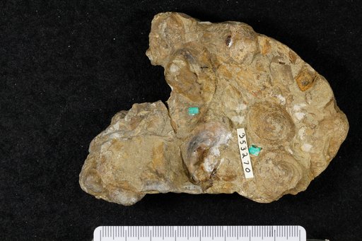 Mactra gaviotensis Conrad