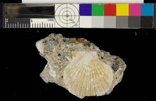 Pecten (Plagioctenium) andersoni Arnold