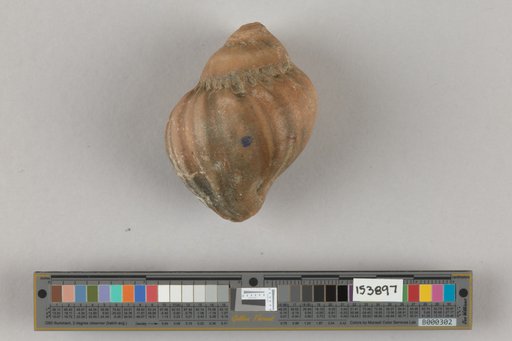 Chrysodomus imperialis Dall, 1909