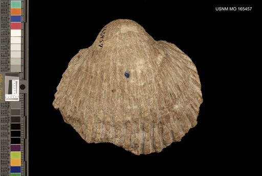 Cardium (Trachycardium) vaquerosensis Arnold, 1908