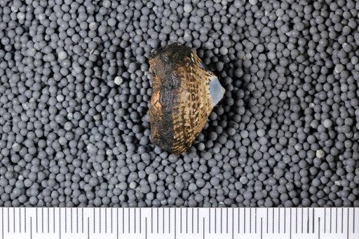 Trochita radians Lamarck
