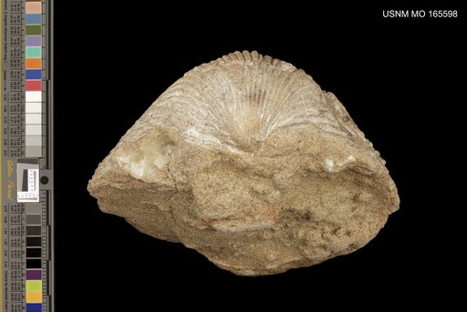 Cardium (Trachycardium) vaquerosensis Arnold, 1908
