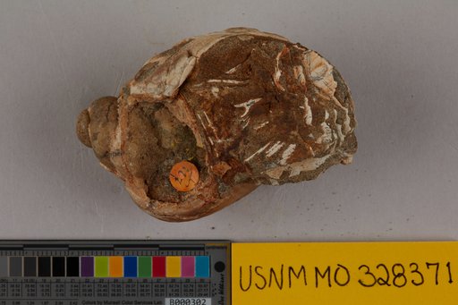 Neptunea maxfieldii Reagan, 1909