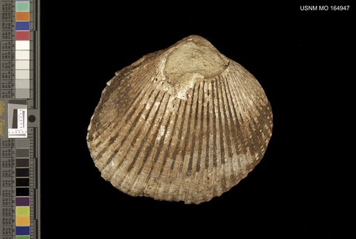 Cardium quadrigenarium var. fernandoensis Arnold