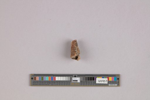Turritella cooperi var. fernandoensis Arnold