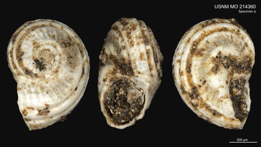 Teinostoma (Pseudorotella) goethalsi Dall