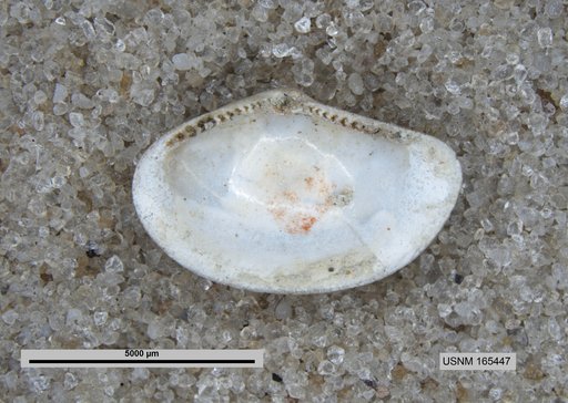 Malletia chehalisensis Arnold