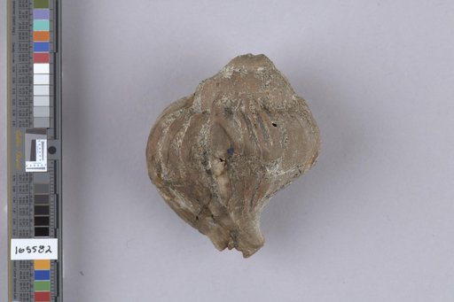 Chrysodomus imperialis Dall, 1909