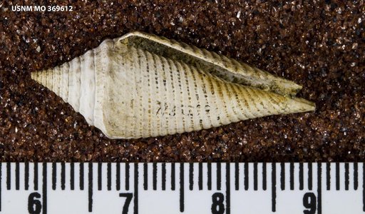 Conus (Leptoconus) stibarus Woodring