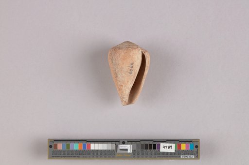 Conus okhotensis Dall