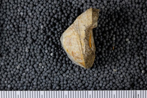 Calyptraea cf. inornata (Gabb)