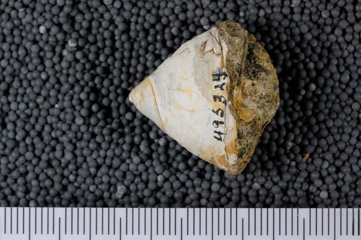 Calyptraea cf. inornata (Gabb)